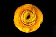 Ranunculus 3