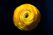 Ranunculus 4