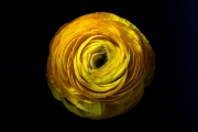 Ranunculus 5
