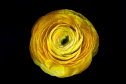 Ranunculus 6