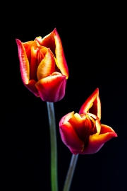 Tulip 1