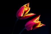 Tulip 2