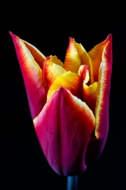 Tulip 3