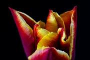 Tulip 4