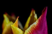 Tulip 5
