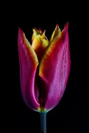 Tulip 6