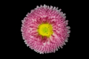 Aster Nevita 1