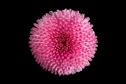 Aster Nevita 2