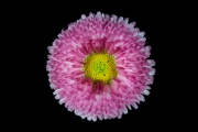 Aster Nevita 3