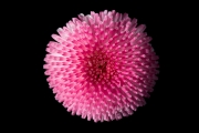 Aster Nevita 4