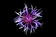 Centaurea 1