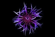 Centaurea 2