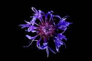 Centaurea 3