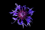 Centaurea 4