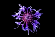 Centaurea 5