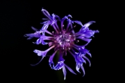 Centaurea 6