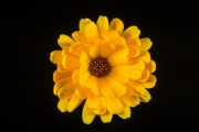Calendula 1