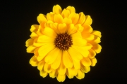 Calendula 2