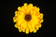Calendula 3