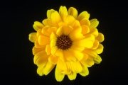 Calendula 4