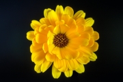 Calendula 5