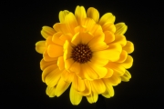 Calendula 6