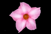 Datura 1