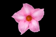Datura 2
