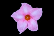 Datura 3