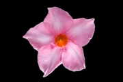 Datura 4