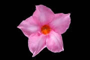 Datura 5
