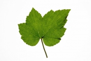 Leaves 1