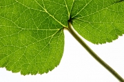 Leaves 2