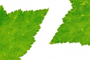 Leaves 3