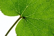Leaves 4
