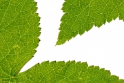 Leaves 5