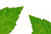 Leaves 6