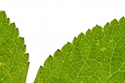 Leaves 7