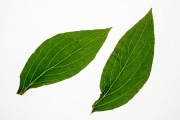 Leaves 1