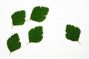 Leaves 2