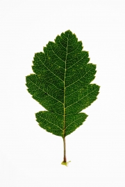 Leaves 3