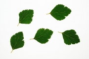 Leaves 4
