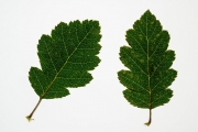 Leaves 5