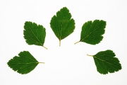 Leaves 6