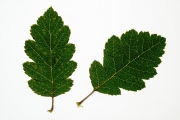 Leaves 7