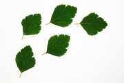 Leaves 8