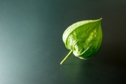 Chinese Lantern 1