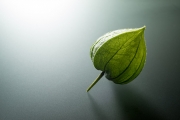 Chinese Lantern 2