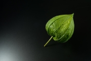 Chinese Lantern 4