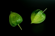 Chinese Lantern 5